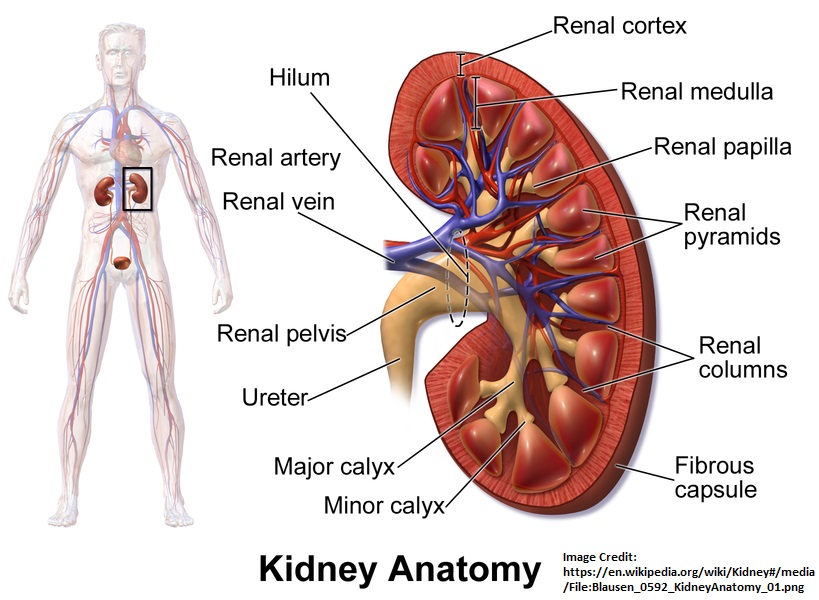 Kidney – Yoga Therapy of a critical organ