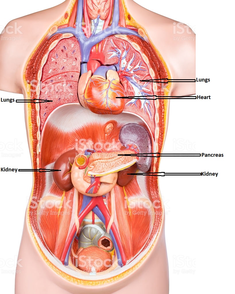 Kidney and other organs in the torso.