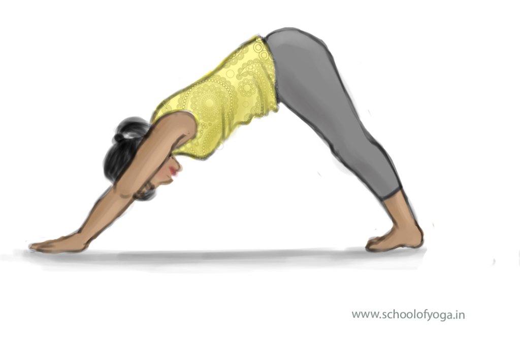 How to do adho mukha svanasana (downward facing dog pose) - Image 1: Illustration of adho mukha svanasana