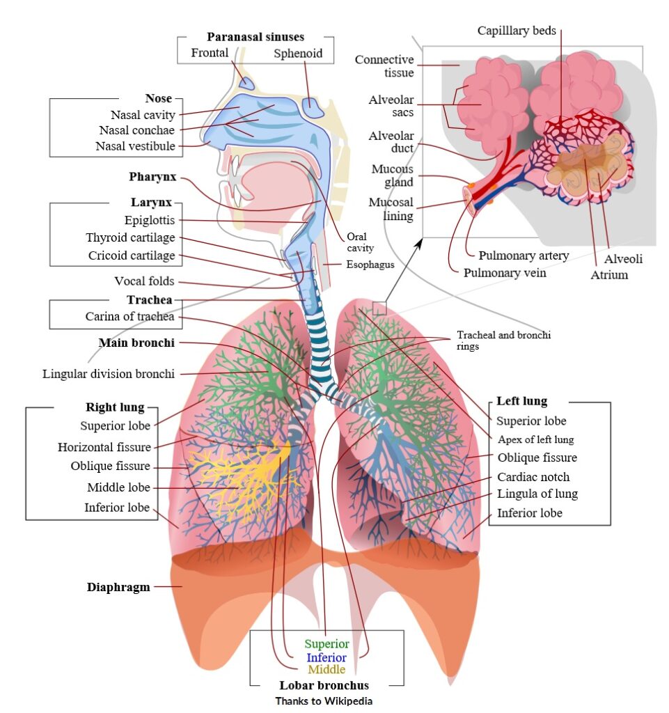 Pranayama (prāṇāyāma): The breath regulation practice - Image 1: Breathing