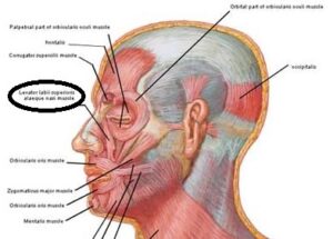 Bhramarī practice to strengthen the throat - Image 2