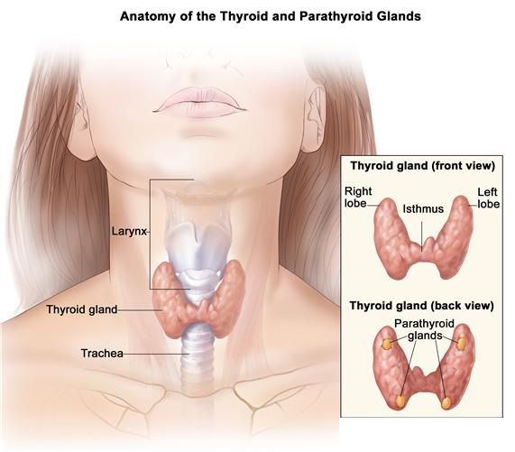 URT Thyroid