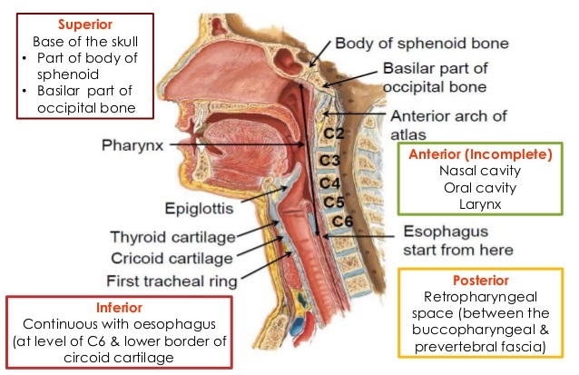 Upper Respiratory Tract Anatomy