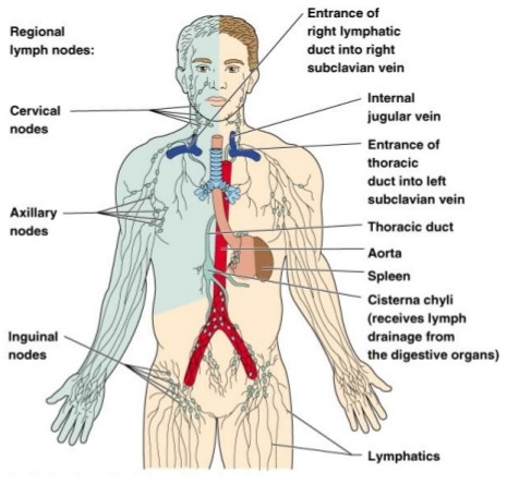The lymph system 