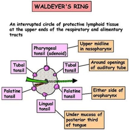 URT - Waldeyer's ring