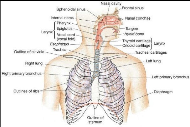 Respiratory Tract Anatomy